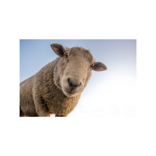 SUPPORT YOUTH AG W/O BUYING A SHIRT (tip at checkout)